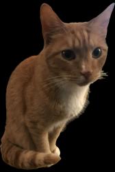 Lost Male Cat last seen Near laura lane and Sherwood Forest (near FLINT POST OFFICE), Flint, TX 75762