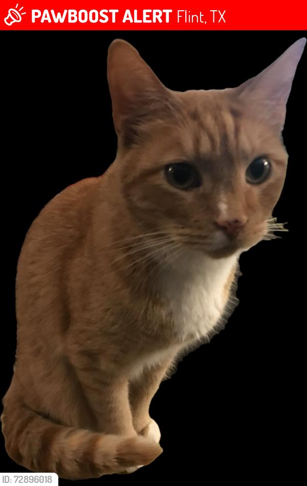 Lost Male Cat last seen Near laura lane and Sherwood Forest (near FLINT POST OFFICE), Flint, TX 75762