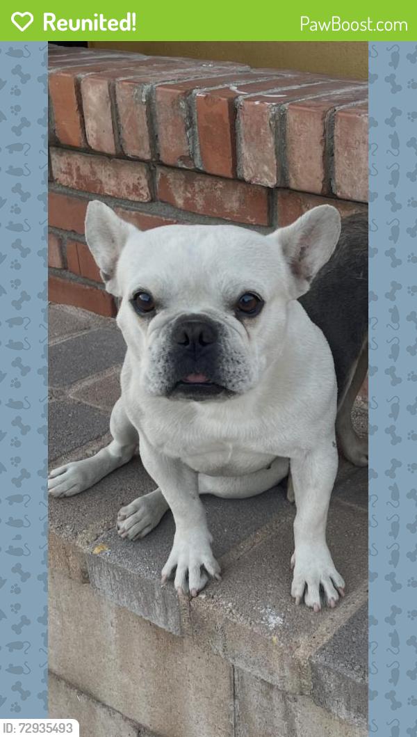 Reunited Female Dog last seen Near Byron St, San Bernardino, CA 92404, USA, San Bernardino, CA 92404