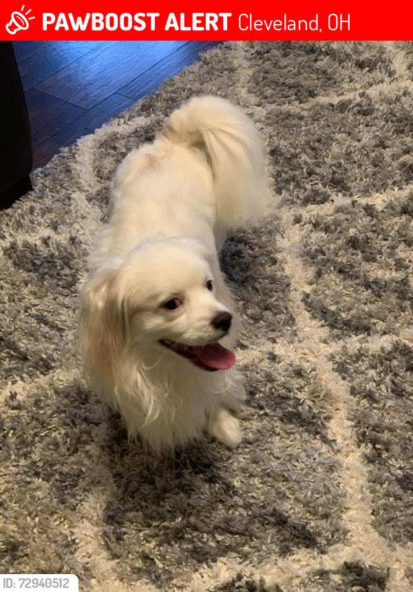 Lost Male Dog last seen Lakeshore Blvd, Cleveland, OH 44110