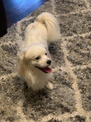 Lost Male Dog last seen Lakeshore Blvd, Cleveland, OH 44110