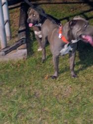 Reunited Male Dog last seen Airport and Oakridge west, Mobile County, AL 36608