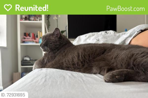 Reunited Male Cat last seen Maldon Road , Southampton, England SO19