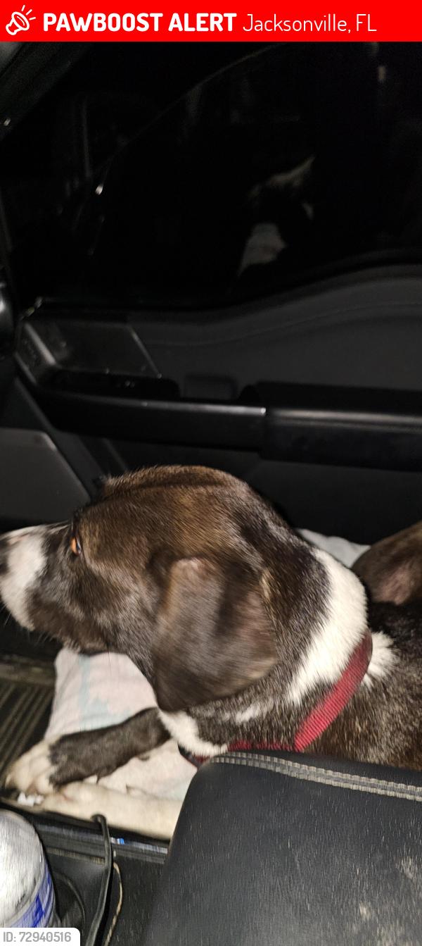 Lost Female Dog last seen Morse Ave, Jacksonville, FL 32244