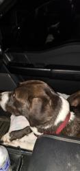 Lost Female Dog last seen Morse Ave, Jacksonville, FL 32244