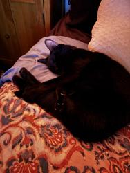 Lost Female Cat last seen J town high school , Jeffersontown, KY 40299