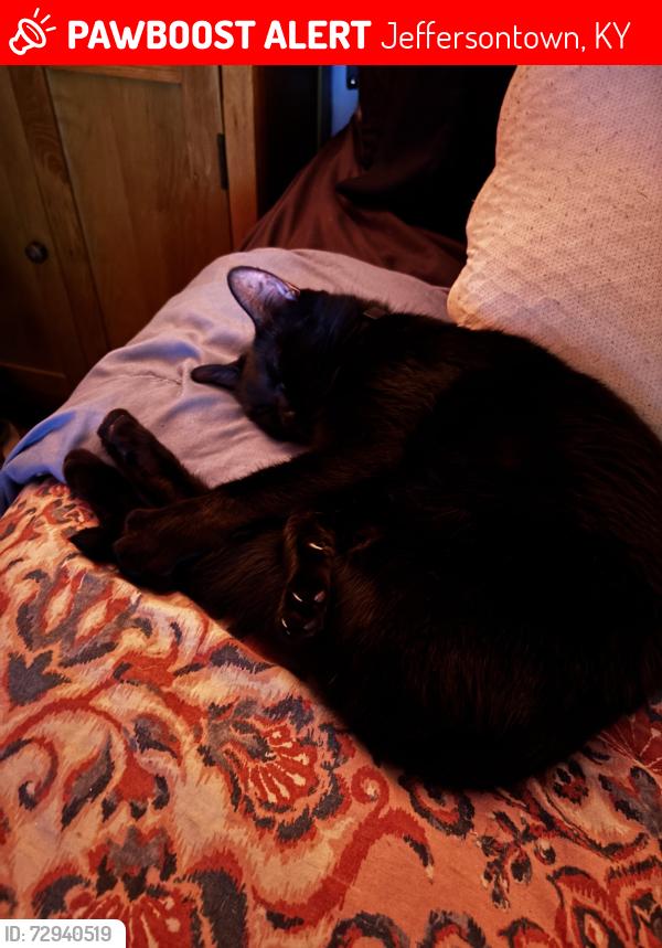 Lost Female Cat last seen J town high school , Jeffersontown, KY 40299