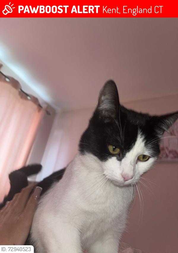 Lost Male Cat last seen Marlborough road deal Kent , Kent, England CT14