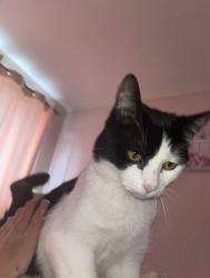 Lost Male Cat last seen Marlborough road deal Kent , Kent, England CT14