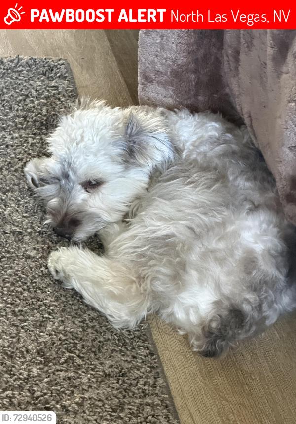 Lost Male Dog last seen Mc grail street cross streets pecos and owens , North Las Vegas, NV 89030