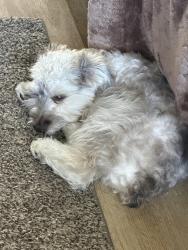 Lost Male Dog last seen Mc grail street cross streets pecos and owens , North Las Vegas, NV 89030
