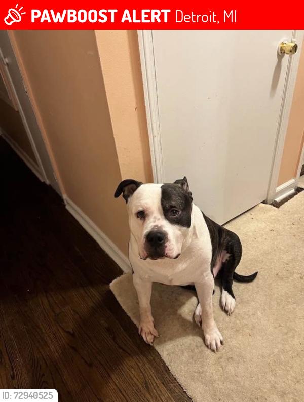 Lost Male Dog last seen erson and Chandler Park Drive , Detroit, MI 48213