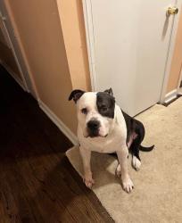 Lost Male Dog last seen erson and Chandler Park Drive , Detroit, MI 48213