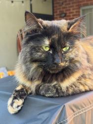 Lost Female Cat last seen Churchill Road / Torrens Road, Ovingham, SA 5082
