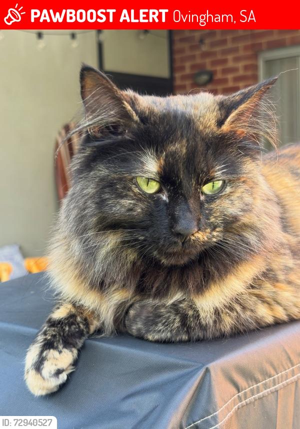 Lost Female Cat last seen Churchill Road / Torrens Road, Ovingham, SA 5082