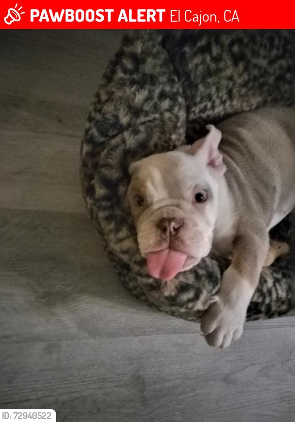 Lost Male Dog last seen Greenfield , El Cajon, CA 92021