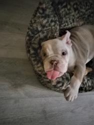 Lost Male Dog last seen Greenfield , El Cajon, CA 92021