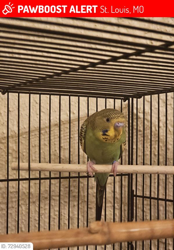 Lost Male Bird last seen Dogtown, St. Louis, MO 63139