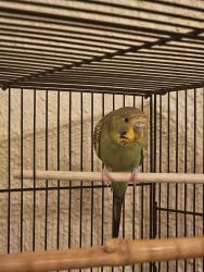 Lost Male Bird last seen Dogtown, St. Louis, MO 63139