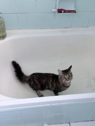 Reunited Female Cat last seen old canterbury road , Lewisham, NSW 2049