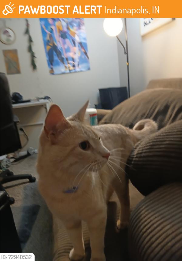 Found/Stray Unknown Cat last seen ReNew at the Crossing off West 86th, Indianapolis, IN 46260