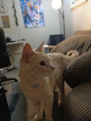 Found/Stray Unknown Cat last seen ReNew at the Crossing off West 86th, Indianapolis, IN 46260