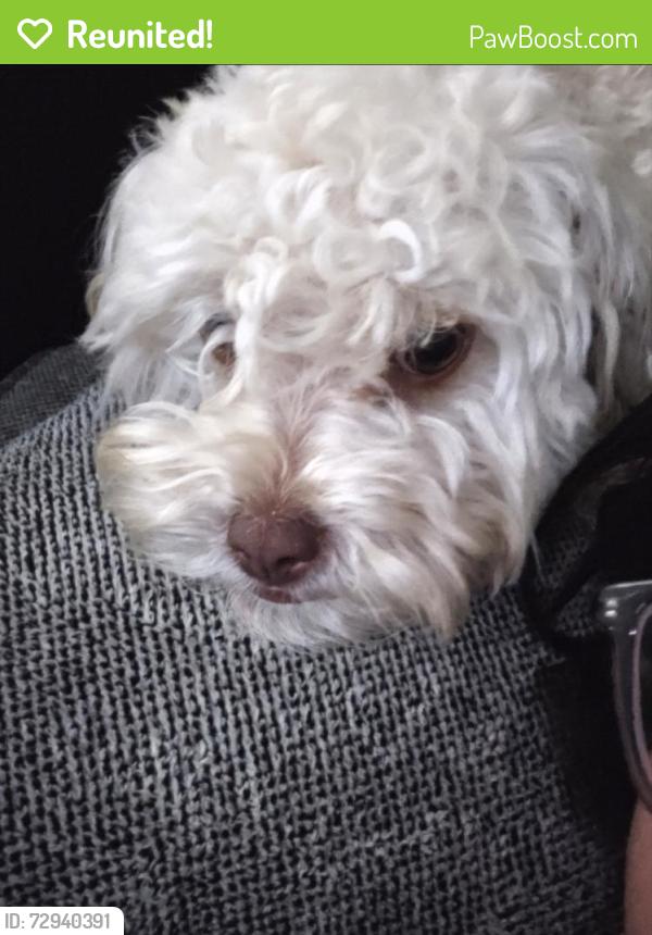 Reunited Female Dog last seen Begonia road, but could be anywhere, Adelanto, CA 92392