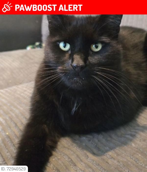 Lost Male Cat last seen Dillon Road, Leicester, England LE3