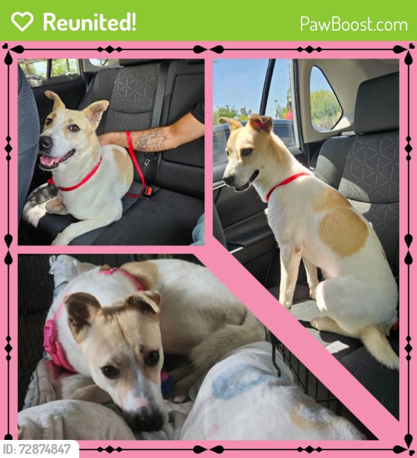 Reunited Female Dog last seen Chicago Ave and Central Ave, Andulka Park., Riverside, CA 92507