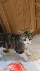 Reunited Male Cat last seen Ashleigh Lane , Standish, ME 04084