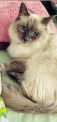 Lost Female Cat last seen Europa Way, Greater Manchester, England SK3