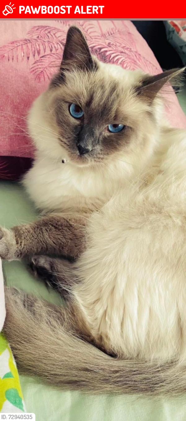 Lost Female Cat last seen Europa Way, Greater Manchester, England SK3