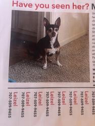Reunited Female Dog last seen Near Ascot Pkwy, Vallejo, CA 94591, USA, Vallejo, CA 94591