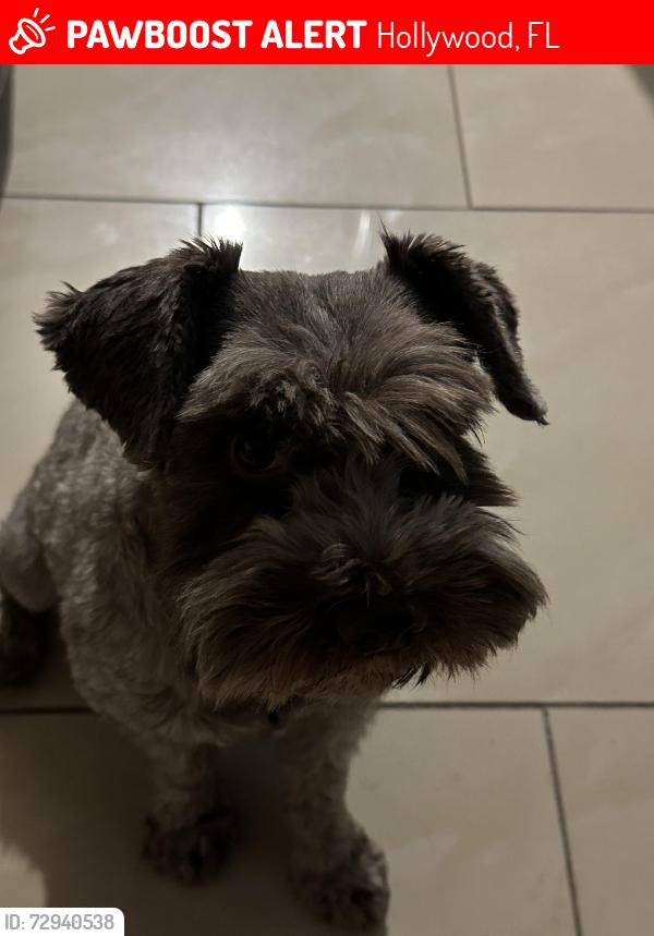 Lost Male Dog last seen Johnson & 68 th terrace, Hollywood, FL 33024