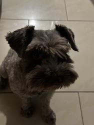 Lost Male Dog last seen Johnson & 68 th terrace, Hollywood, FL 33024