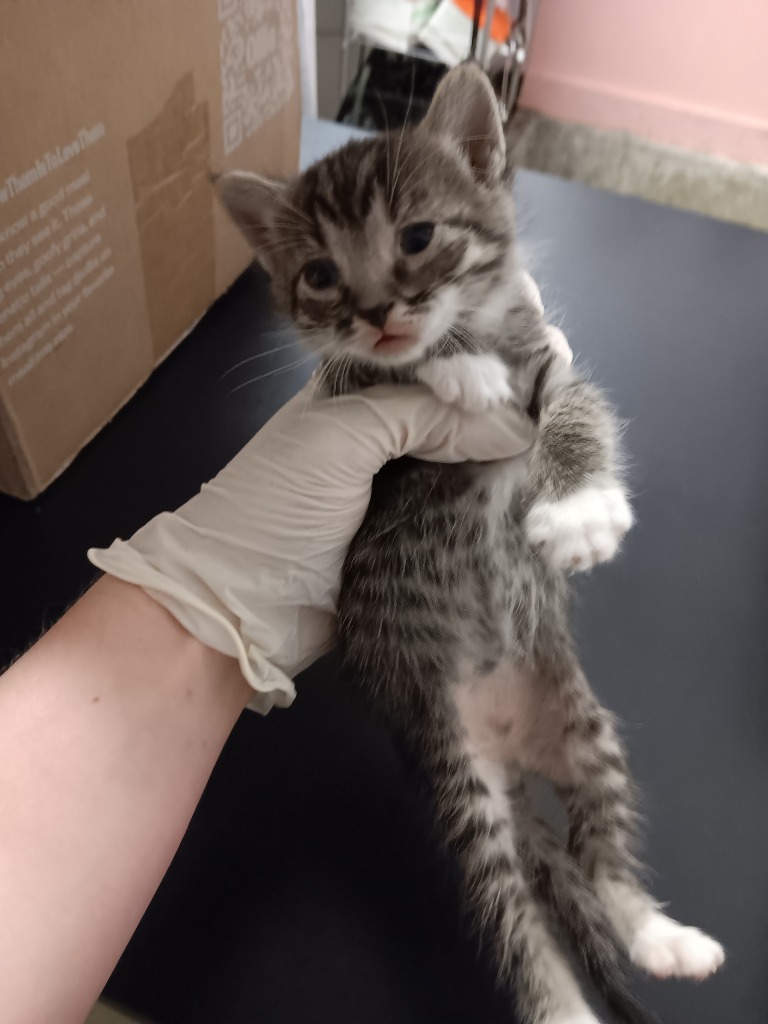 Shelter Stray Male Cat last seen Bexar County, New Braunfels, TX 78130