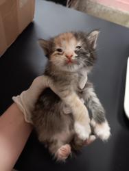 Shelter Stray Female Cat last seen Bexar County, New Braunfels, TX 78130