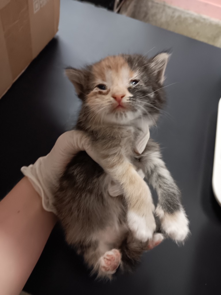Shelter Stray Female Cat last seen Bexar County, New Braunfels, TX 78130