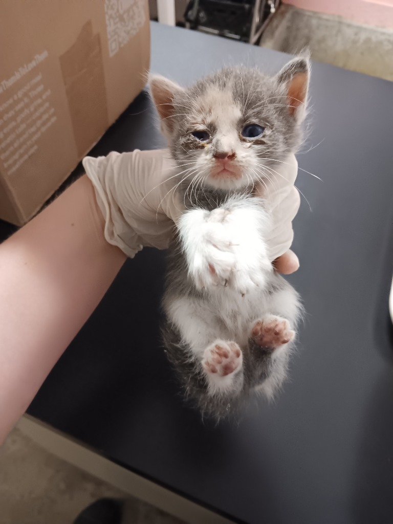 Shelter Stray Female Cat last seen Bexar County, New Braunfels, TX 78130