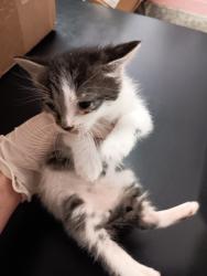 Shelter Stray Male Cat last seen Bexar County, New Braunfels, TX 78130
