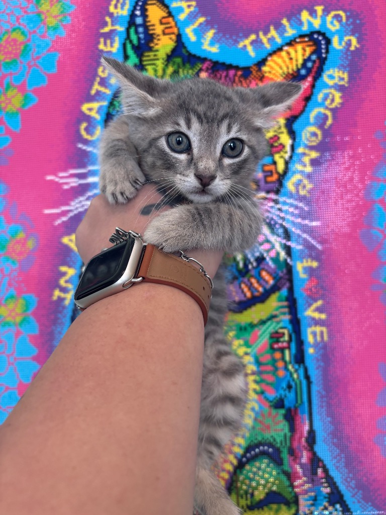 Shelter Stray Male Cat last seen Bexar County, New Braunfels, TX 78130