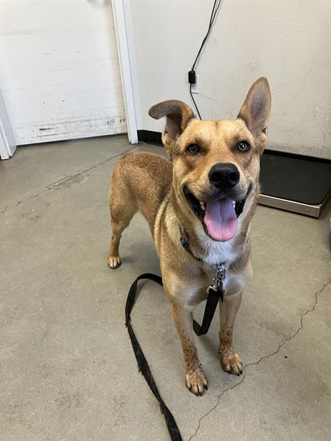 Shelter Stray Male Dog last seen Near BLOCK E BARSTOW AVE, FRESNO CA 93611, Fresno, CA 93727
