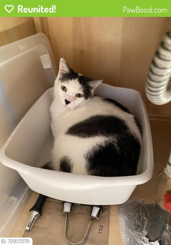 Reunited Male Cat last seen Victory Lakes, Rainbow Falls Drive, Bristow, Linton Hall, VA 20136