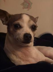 Lost Male Dog last seen Market and 47th Street San Diego, CA, San Diego, CA 92102