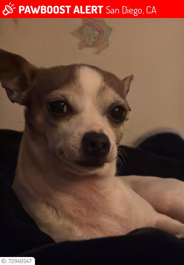 Lost Male Dog last seen Market and 47th Street San Diego, CA, San Diego, CA 92102