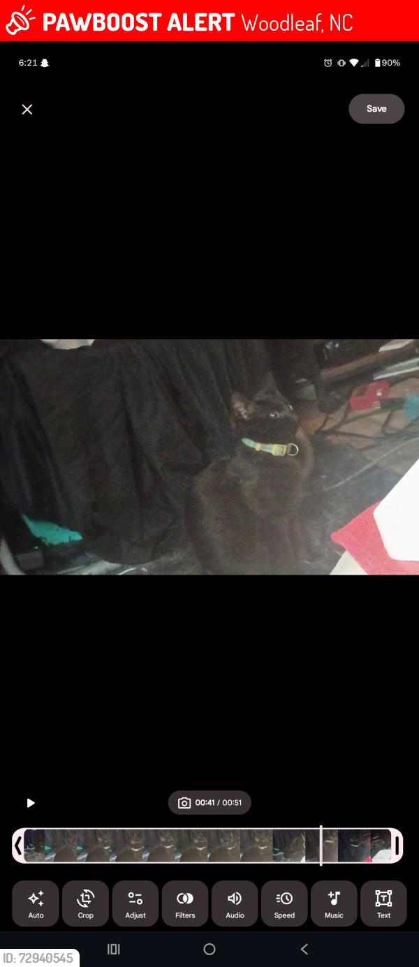 Lost Female Cat last seen Mt Vernon Rd, Cool Springs Rd, Needmore Rd, Woodleaf, NC 27054