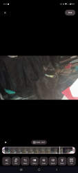 Lost Female Cat last seen Mt Vernon Rd, Cool Springs Rd, Needmore Rd, Woodleaf, NC 27054