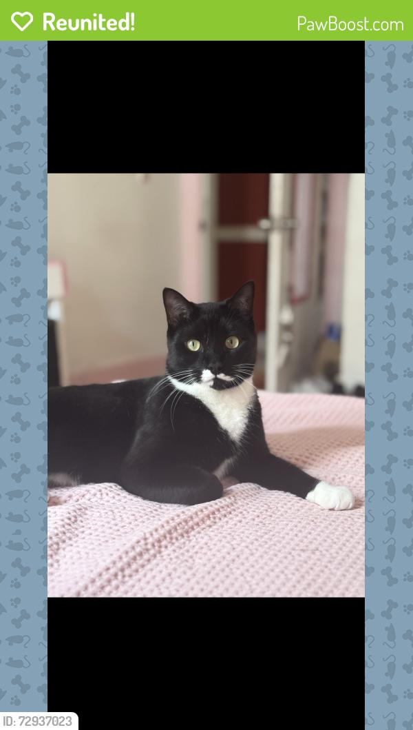 Reunited Male Cat last seen Main st , Worcester, MA 01603