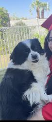 Reunited Female Dog last seen Near Solera Anthem clbh , Henderson, NV 89044