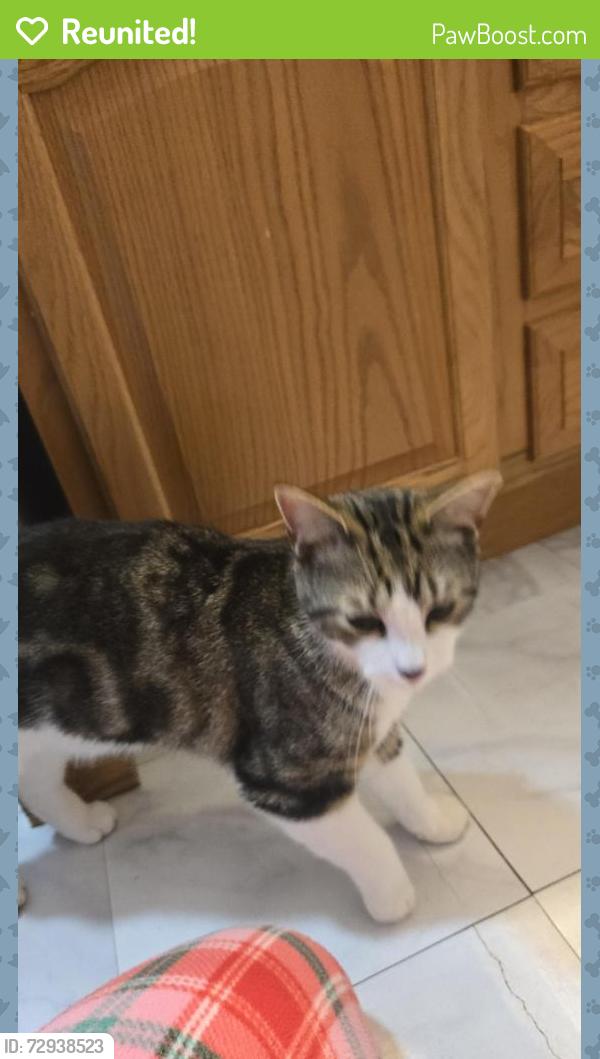Reunited Male Cat last seen Ashleigh Lane , Standish, ME 04084